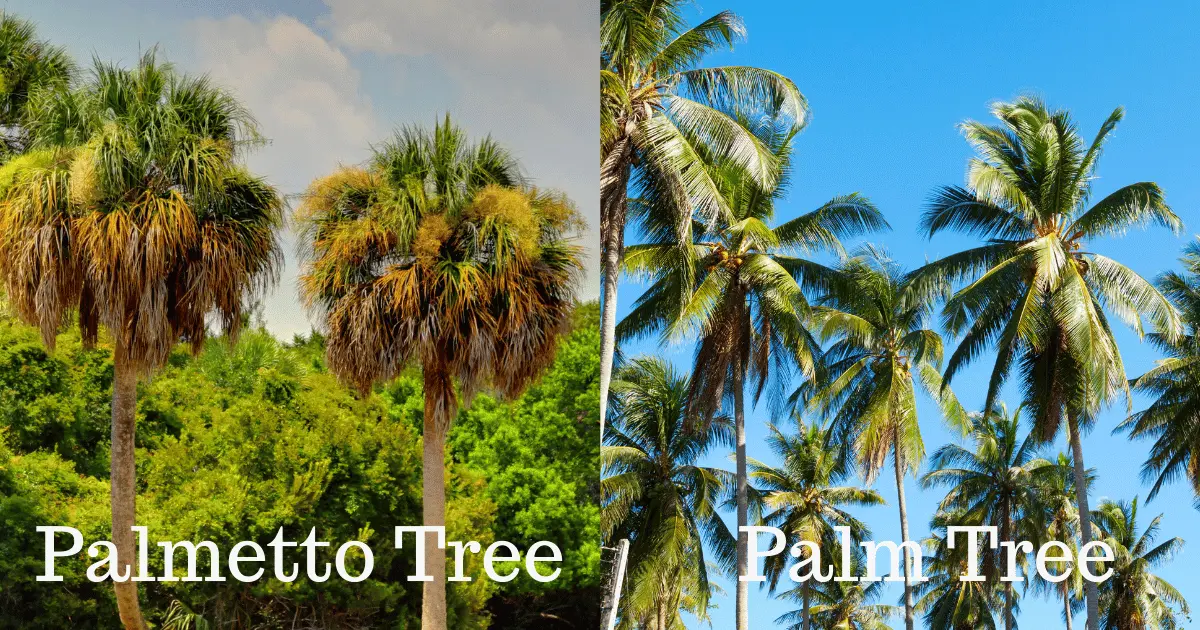 Palmetto and Palm Tree